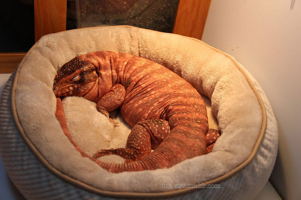 Cozy Pet Bed
