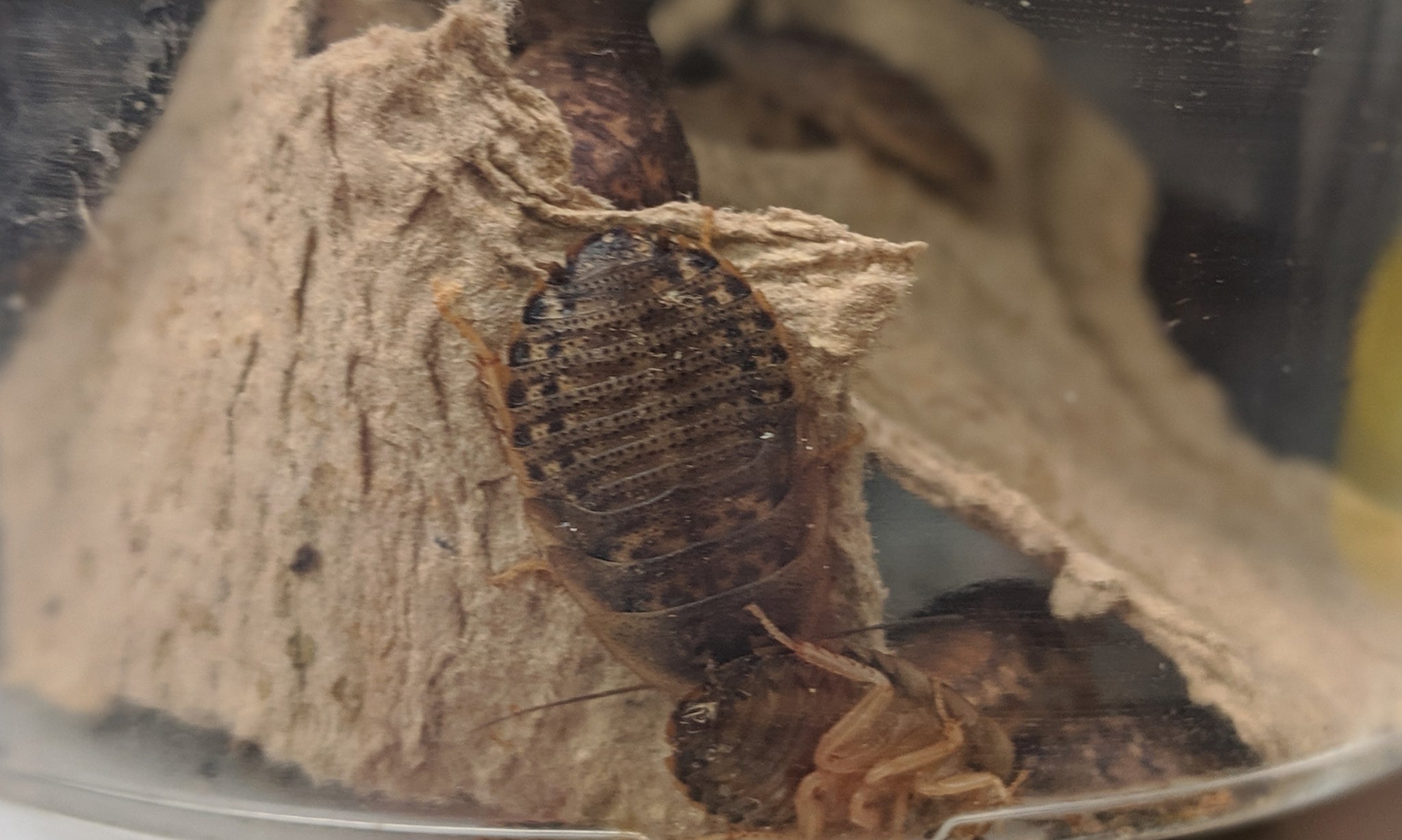 12 Live Dubia Roaches