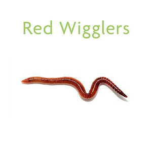 Live Red Wigglers