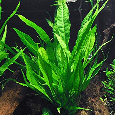 🐠LIVE FISH &amp; LIVE AQUARIUM PLANTS