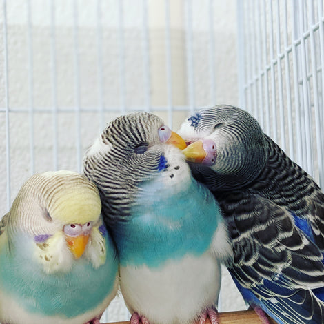 🦜LIVE BIRDS