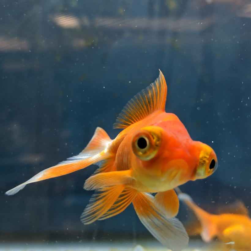 🐠LIVE FISH &amp; LIVE AQUARIUM PLANTS