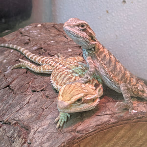 Baby Bearded Dragons