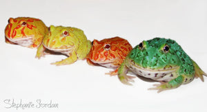 APRICOT, STRAWBERRY AND PEPPERMINT PACMAN FROG