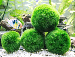 Moss Ball