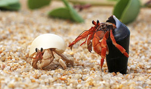 HERMIT CRABS